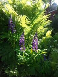 Lupines And Fern Shade Plants Garden Inspiration Plant Combinations
