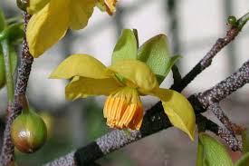 Image result for Ochna cyanophylla