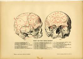 Human Skull Anatomy Print C 1895 Engraving Medical Science Decor Art The Brain Gift For Doctor Surgeon Human Skull Anatomy Skull Anatomy Skull Wall Art