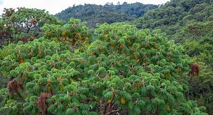 Image result for Disa eminii