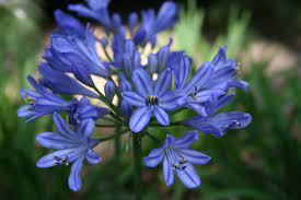 Baby Pete Agapanthus Lily Plants Bloom Agapanthus