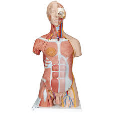 Muscle tissue is also found inside of the heart, digestive organs, and blood vessels. Human Torso Model Life Size Torso Model Anatomical Teaching Torso Dual Sex Muscled Torso Anatomical Torso With Muscle 31 Part Torso Model