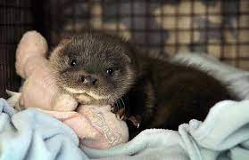 Otto The Otter Baby Animals Baby Otters Otter Pup