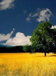 Download Free Yellow Silent Field Nature Mobile Wallpaper Contributed By Benoitde Yellow Silent Field Nature Mobile W Nature Wallpaper Mobile Wallpaper Nature