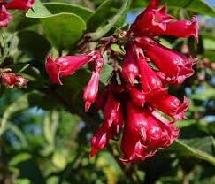 Image result for Cestrum elegans