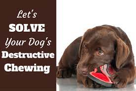 Understand why your dog is chewing when left alone. 15 Best Stop Dog Chewing Ideas Dog Training Stop Dog Chewing Dog Training Tips