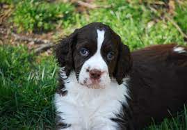 We have some great guides to help you with all aspects of puppy care and training. English Springer Spaniel Puppies For Sale Akc Puppyfinder
