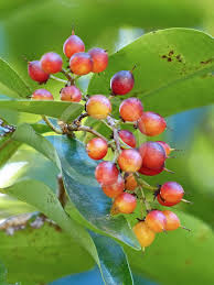 Image result for Scolopia