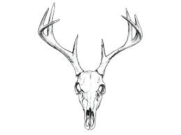 Deer Skull Illustration Google Search Tattoos Deer Skull Deer Head Skull How To Clean Deer Head For Deer Skull Tattoos Deer Skull Drawing Animal Skull Tattoos