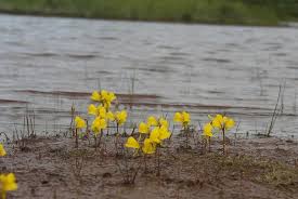 Image result for Utricularia reflexa