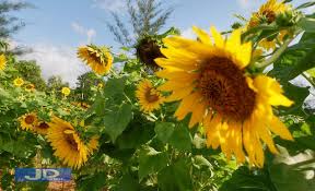 Arti mimpi ke taman bunga. Arti Mimpi Menyaksikan Kebun Vedit