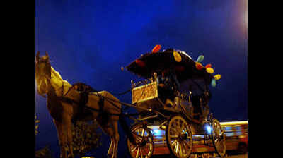 Ban on Victorias: Bombay HC seeks policy for rehabilitation of horses | Mumbai News - Times of India