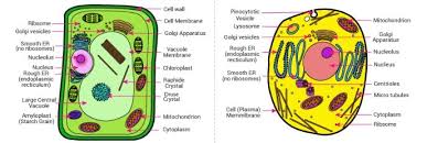Check spelling or type a new query. Observe The Following Figures Write The Names And Complete The Chart Component Animal Cell Plant Brainly In