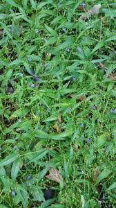 Image result for Oldenlandia affinis