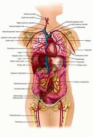 Woman lower body diagram wiring diagram pass. 12 Human Body Diagram Ideas In 2021 Human Body Diagram Body Diagram Human Body