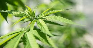 Hemp focus of virtual symposium