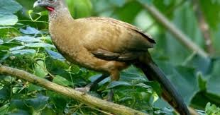 Cocrico The National Bird Of Tobago Trinidad Tobago Caribbean Islands