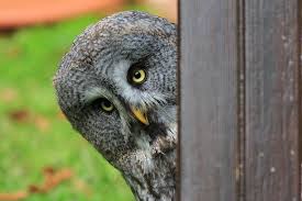They attack cats by lurking and waiting for the moment to take them by surprise. Are All Owls Actually Night Owls Live Science