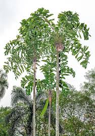 Image result for Dypsis