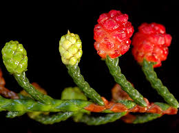 Image result for Microcharis