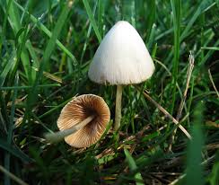 Image result for Conocybe lactea