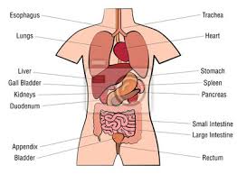 Female anatomy images the female reproductive system anatomical chart anatomy models and. Inner Organs Chart Anatomy Diagram With Internal Organs And Wandsticker Weissem Hintergrund Vektor Traktat Myloview De