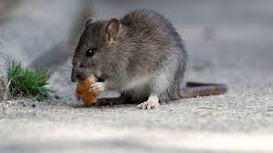 Mon coeur a des rat?s. Les Rats Et La Peste Des Idees Recues L Express