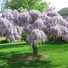 Blue moon reblooming wisteria was bred in minnesota and is one of the few wisterias that can be enjoyed by northern gardeners. Blue Chinese Wisteria Tree Plantingtree
