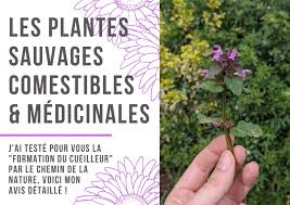 Ce mode de formation m'a permis de me concentrer sur mes créations artistiques ainsi que sur mes devoirs, en étudiant en fin de journée. J Ai Teste Pour Vous La Formation Du Cueilleur Par Le Chemin De La Nature Et Voici Mon Avis Complet Et Detaille Eloge De La Curiosite