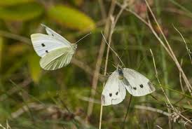 Image result for Pieris rapae