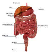 Together, the small and large intestines run from the end of the stomach to the anus. Jejunum S Function In The Small Intestine And Digestive System