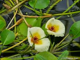 Image result for Nymphoides brevipedicellata