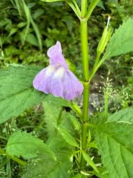 Image result for Phrymaceae