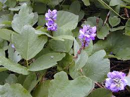 Image result for Pueraria