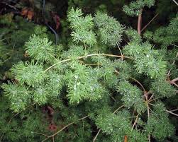 Image result for Asparagus macowanii