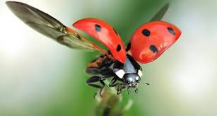 Pin By Gaye Bert On Referencia Tatuajes2 Insects Ladybug Beautiful Bugs