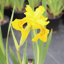 Image result for Iris pseudacorus