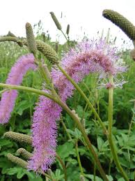 Image result for Blumea squarrosa