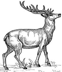 Free printable elk coloring pages are a fun way for kids of all ages to develop creativity, focus, motor skills and color recognition. Wild Animals Kids Coloring Pages Free Colouring Pictures To Print Deer Sketch Deer Coloring Pages Free Coloring Pictures