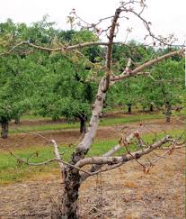 Another way to check whether your tree is dead is to scrape back the outer bark on young branches. Tree Death And Dieback Are Evident In Apple Following Michigan S Hard Winter Msu Extension