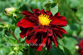 Common Name Arabian Night Dahlia Botanical Name Dahlia Arabian Night Family Asteraceae Order Asterales Origin Red Flower Pictures Dahlia Black Flowers