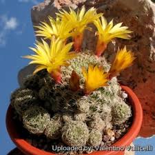 Image result for Ceropegia breviflora