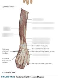 Check spelling or type a new query. Forearm Posterior View Cadaver Diagram Quizlet