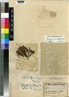 Image result for Launaea rarifolia