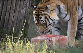 With tons of animation programs out there, it's probably tempting to jump right into the mix. Icy Treats And Sprinklers Keep Helsinki S Animals Cool Themayor Eu