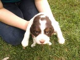 Welsh springer spaniels have an independent streak and like to do things their own way, and can be sensitive when they feel unfairly treated. English Springer Spaniel Puppy For Sale In Prairie Farm Wisconsin Classified Americanlisted Com