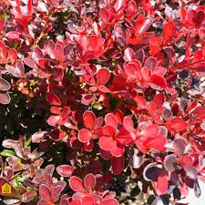 Image result for Berberis thunbergii