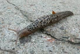 But there are several methods that can help you get rid of garden slugs. Slugs Wikibooks Open Books For An Open World