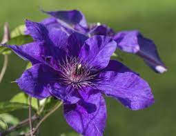Plant hardiness zone 5 includes the southern coastal region of alaska, the north central united states and portions of new england. Zone 4 Clematis Vines Tips On Choosing Clematis For Cold Climates
