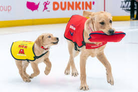 Dog diving underwater in swimming pool. Get To Know The Capitals Service Dogs Captain And Scout